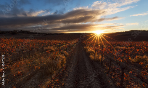 Sun spikes over a red vineyard in Estella, Navarra