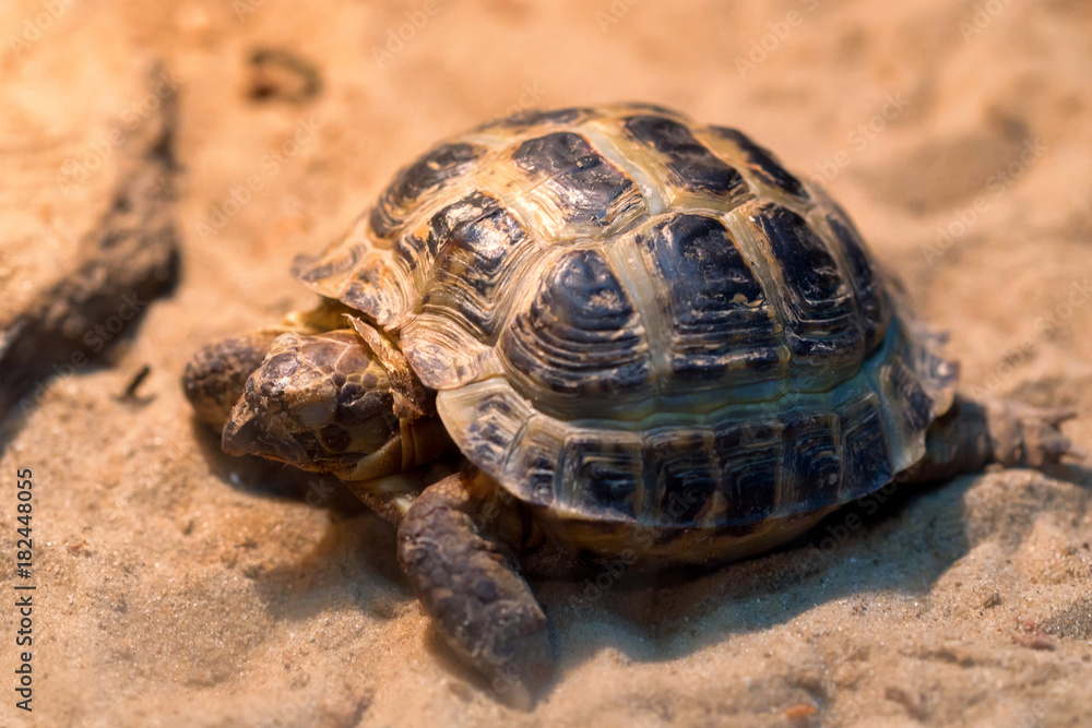 Small Russian tortoise or Agrionemys horsfieldii Small Russian tortoise or Agrionemys horsfieldii