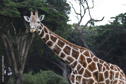 Portrait of a Reticulated Giraffe