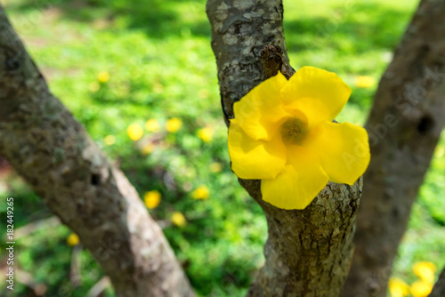 Yellow Cascabela thevetia flower in nature garden photo