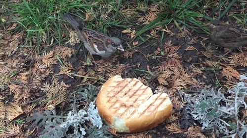 the sparrow eats bread on the ground. a hungry flock of sparrows eats bread outdoors photo