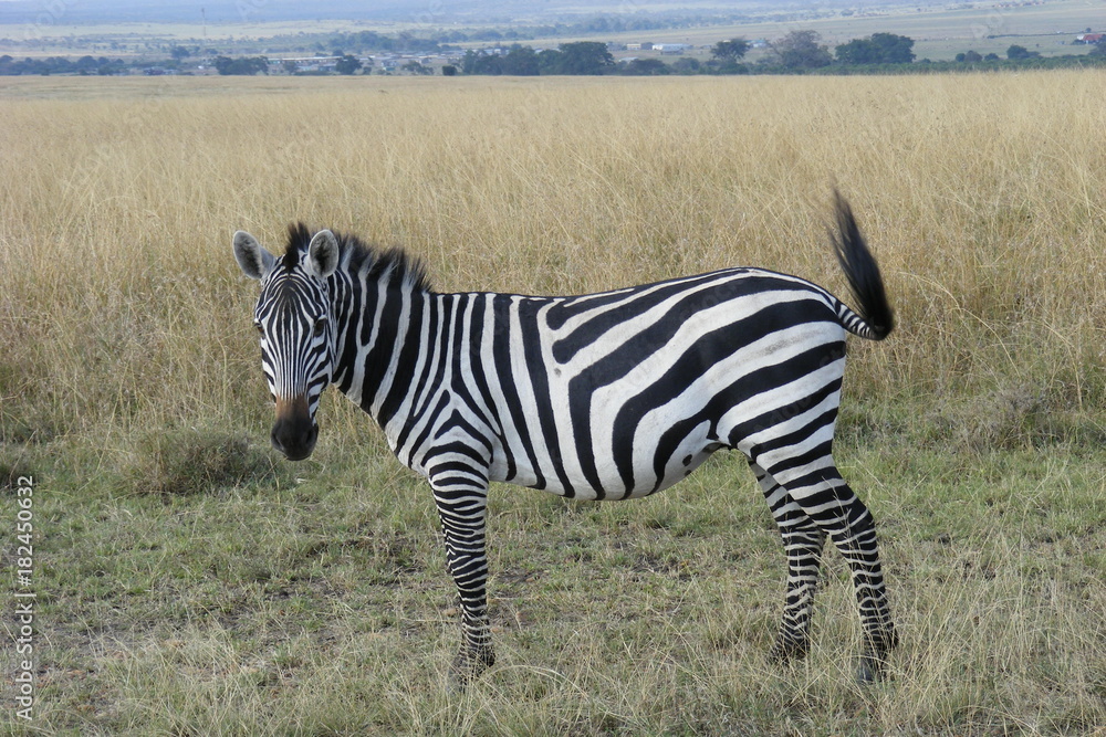 Naklejka premium Safari Afrika Kenia