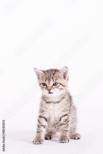 cute small kitten in studio on a wite background © Lumistudio