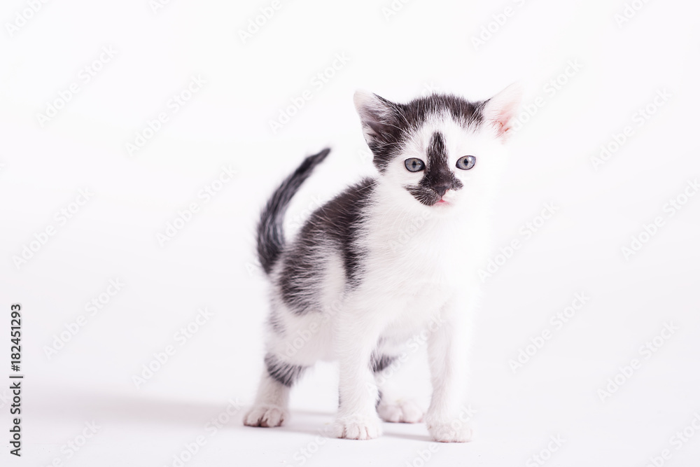 cute small kitten in studio on a wite background
