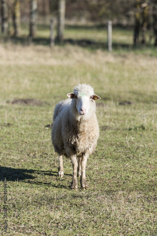 Obraz premium sheep on pasture