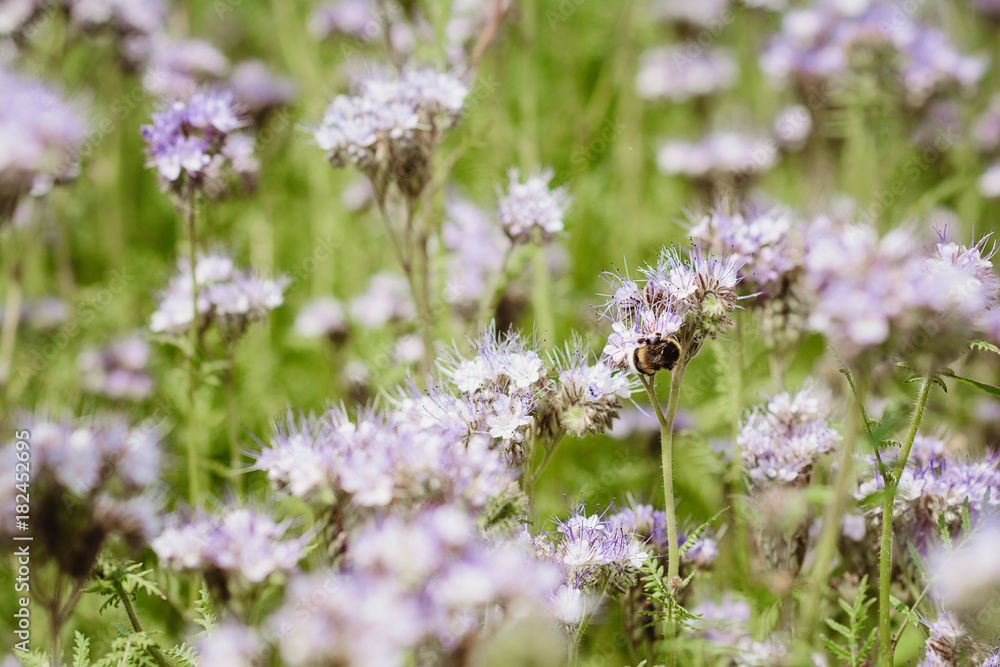 close up phacelia flower field full of bees pollinating close up phacelia flower field full of bees pollinating