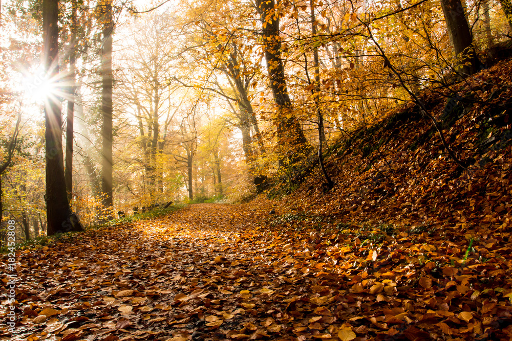 Obraz premium Rheinsteig Hiking trail Autumn colors Siebengebirge Germany