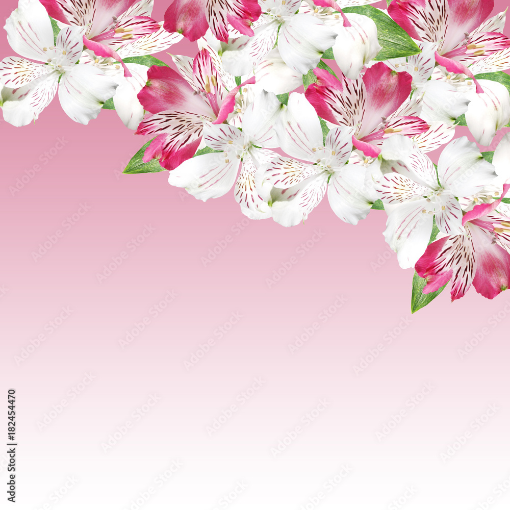 Beautiful floral background of white and pink alstroemerias Beautiful floral background of white and pink alstroemerias