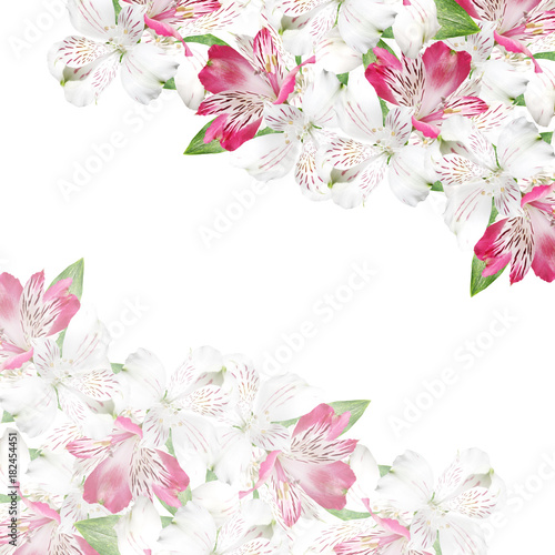 Beautiful floral background of white and pink alstroemerias 