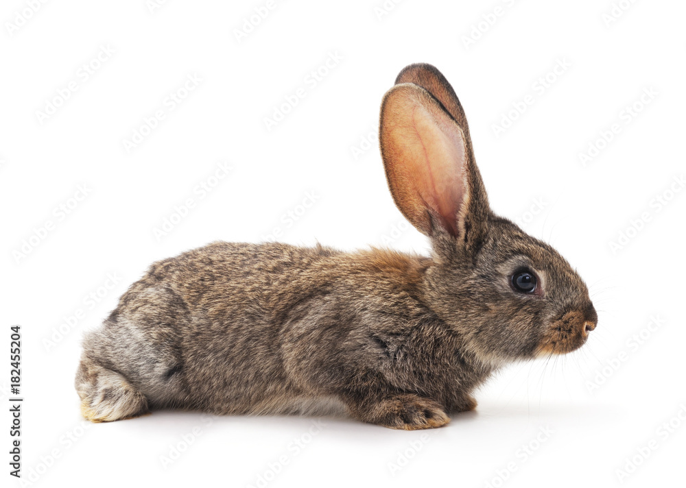 Obraz premium One small brown rabbit.