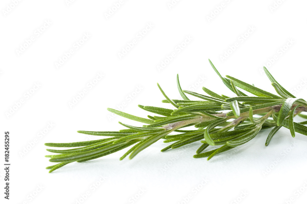 Fototapeta premium Rosemary isolated