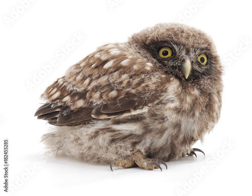 Surprised little owl. © voren1