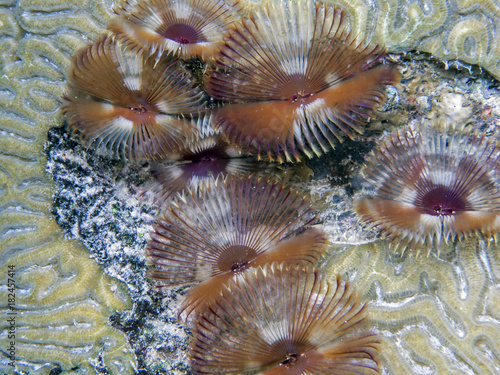 Schizobranchia insignis,Feather Duster Worm
