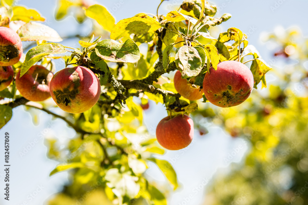 apple tree Fungal Attacks Apple Scab Powdery Mildew CedarQuince Rust