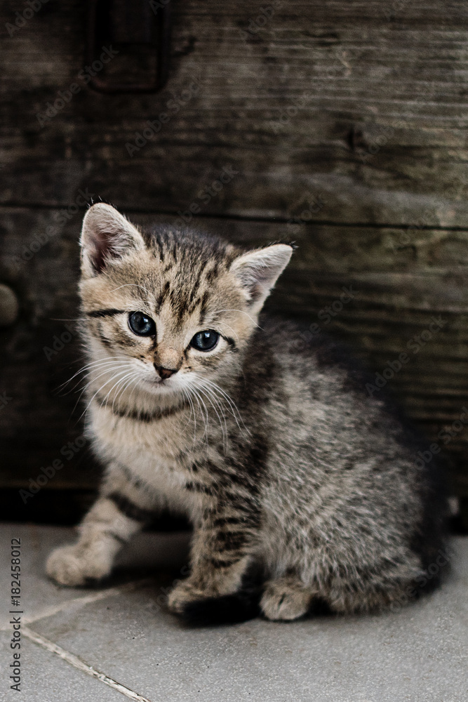 tiny small kitten outdoor by a wooden box