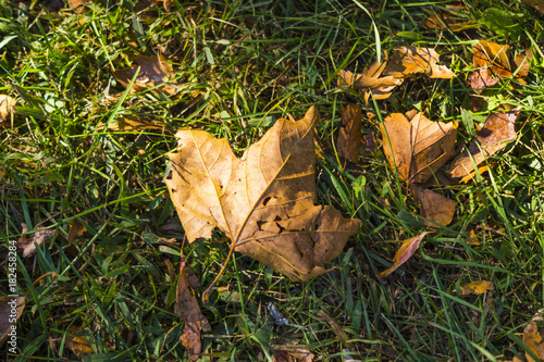 Leaves in Grass