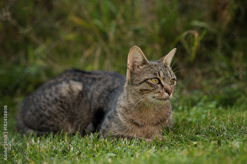 cat sitting on  green grass