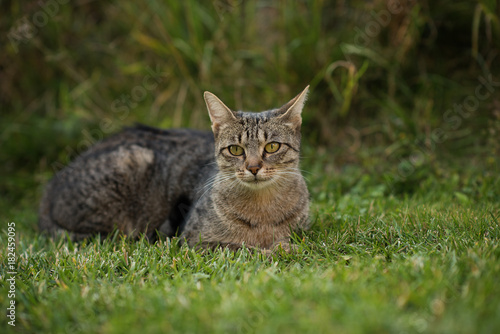 cat sitting on green grass