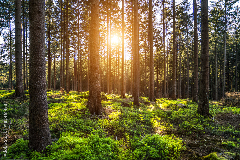 Fototapeta premium Silent Forest in spring with beautiful bright sun rays