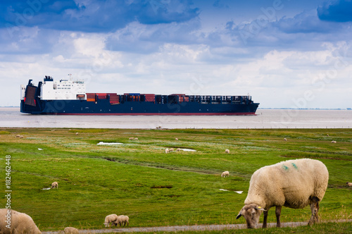 A container sheep on the river Elbe is passing sheeps on a dike near Cuxhaven, Germany