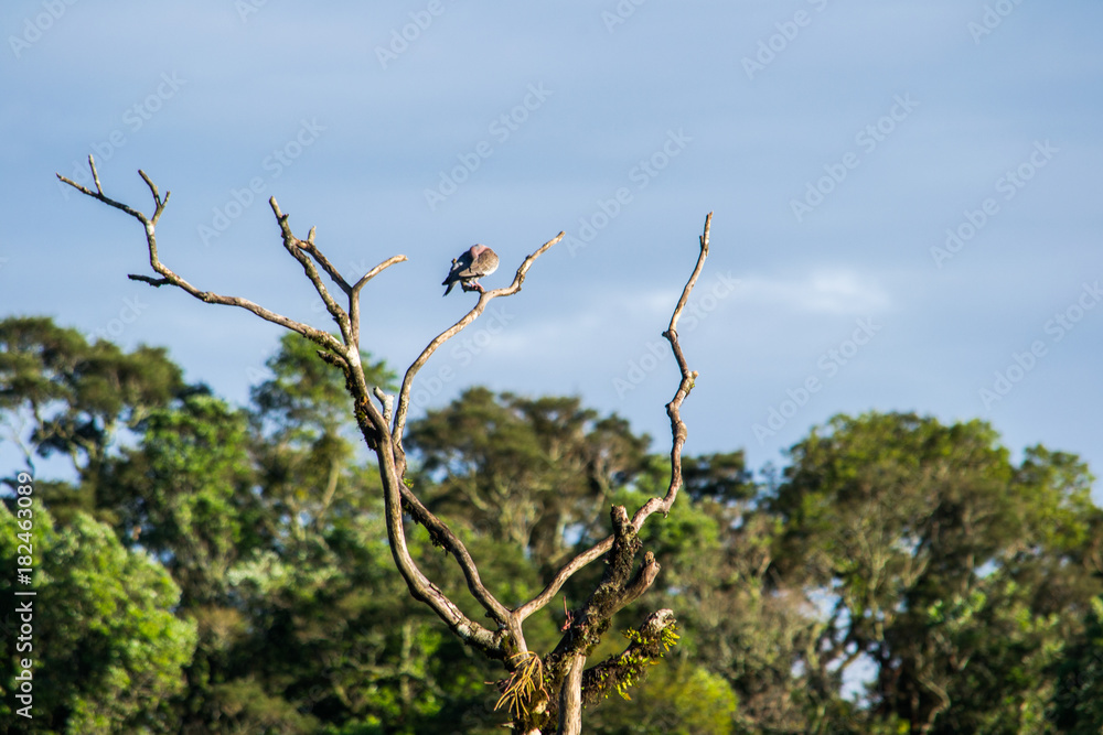 Bird on branch with blue sky Bird on branch with blue sky