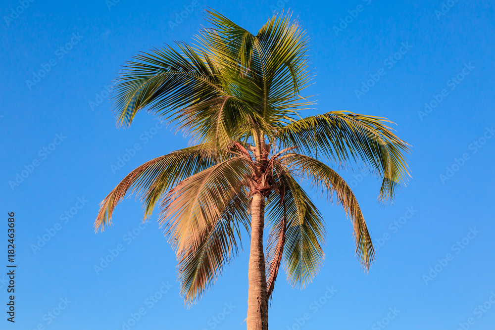 A Palm Tree