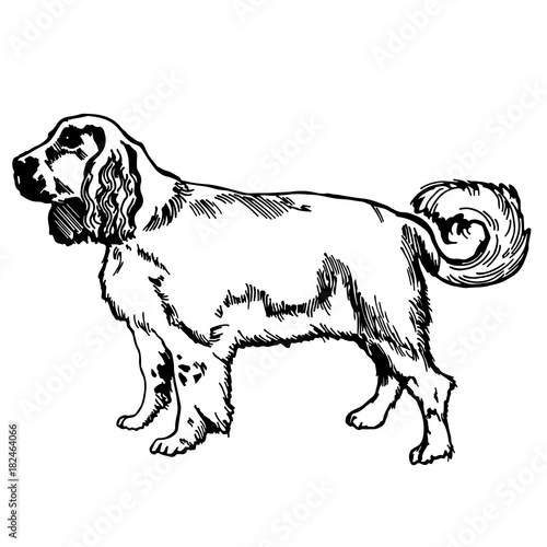 labrador retriver silhouette vector