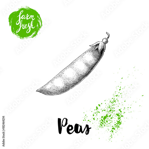 Hand drawn sketch farm fresh pea pod. Vector organic food illustration isolated on white background.