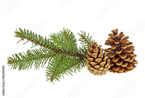 Two pine cones with branch on a white background