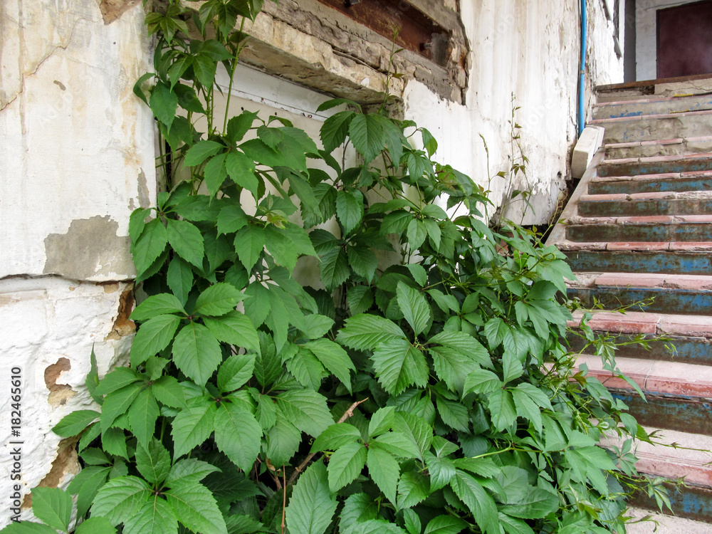A bush of wild grapes grow on an old vintage stairs near a white ripped wall