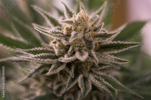 Cannabis flower close-up 