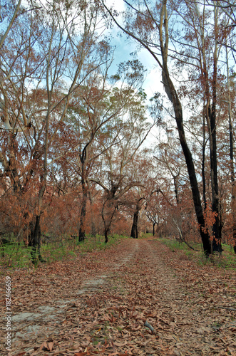 Old Murrays Track in Booderee National Park photo