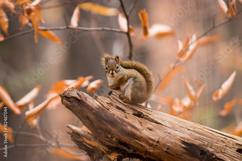 Red squirrel with a colourful fall background photo