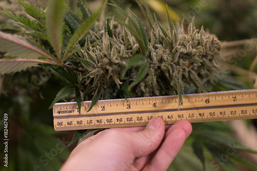 Cannabis flower - 