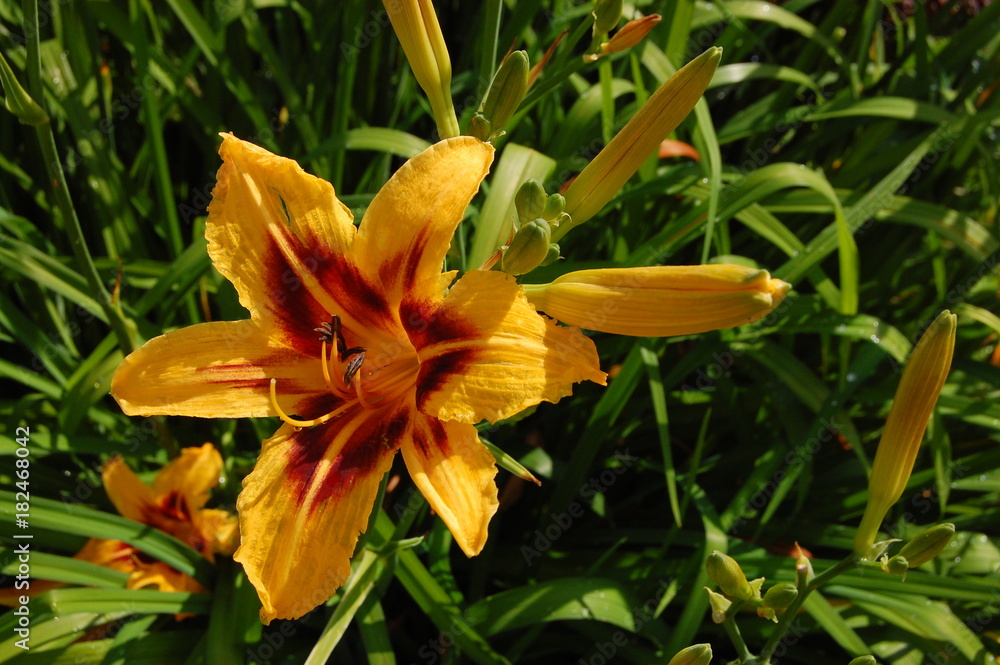 Obraz premium Blüte