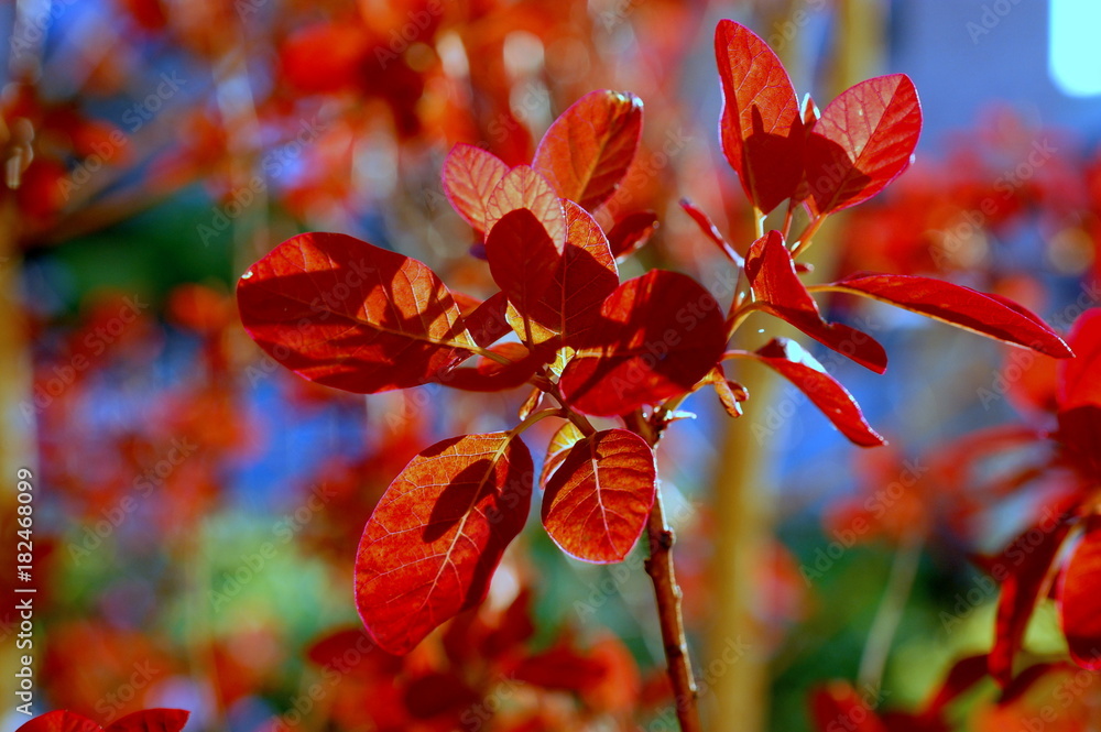 Fototapeta premium Herbstlaub