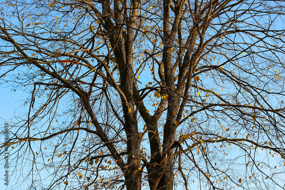 autumn trees against the sky autumn trees against the sky