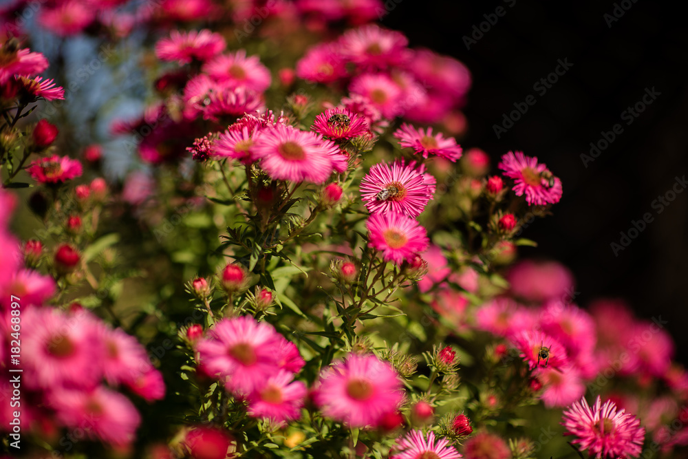 hot pink flowers with bees on a sunny day hot pink flowers with bees on a sunny day