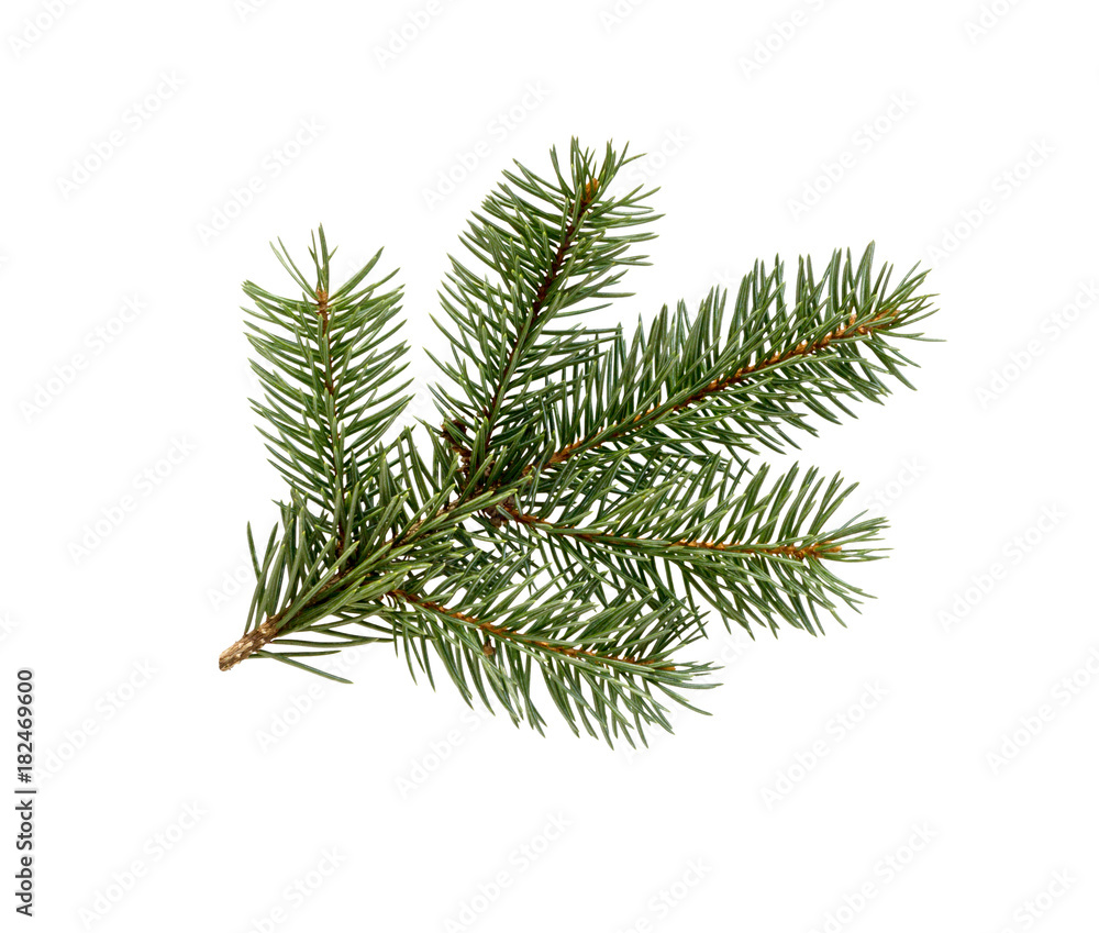 Fir tree branch. Pine branch. Fir tree branch. Pine branch.