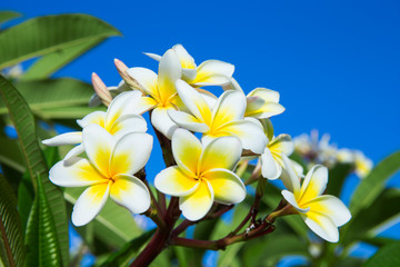 Keuken achterwand Frangipani Tropische plumeria bloem detail  © Pakhnyushchyy