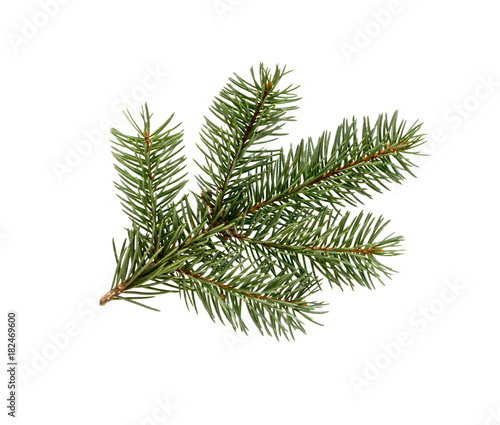 Fir tree branch. Pine branch.