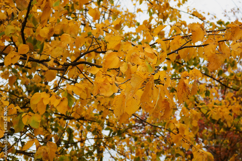 branch of a tree with autumn yellow leaves