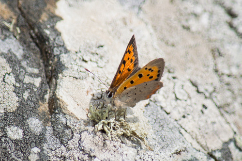 Small Copper butterfly on an algae covered rock