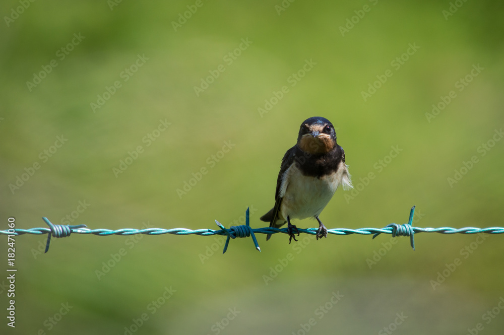 Naklejka premium Swallow on barbed wire