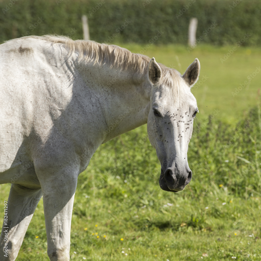 Fototapeta premium a white horse in the meadow