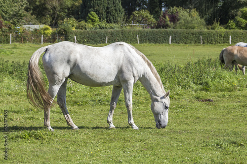 a white horse in the meadow