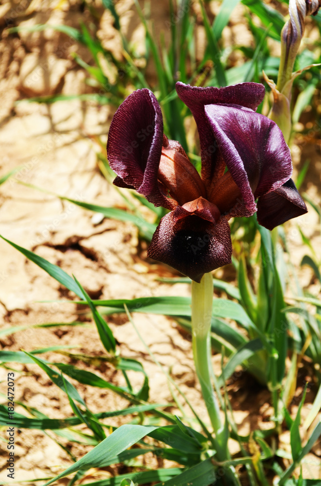Obraz premium Black iris, Jordanië