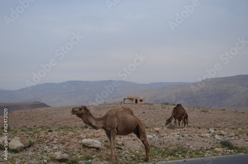 wild camel