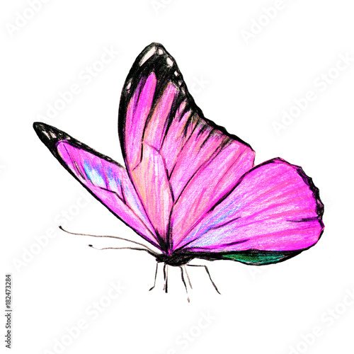 beautiful pink butterfly, isolated  on a white © aboard