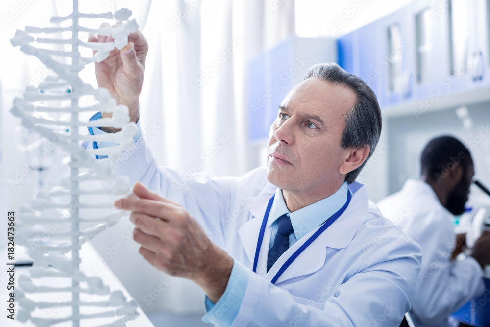 Gene mutation. Smart nice male scientist looking at the DNA model and studying it while working in the lab Gene mutation. Smart nice male scientist looking at the DNA model and studying it while working in the lab